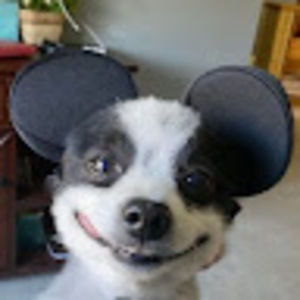 Meet your Posher, Pamela j